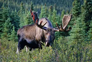 Starting: Alaskan Moose - large bull feeding on bushes. He