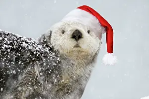 Pat And Tom Leeson: Alaskan Northern Sea Otter