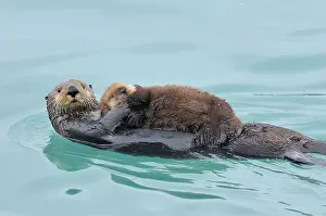 Alaskan / Northern Sea Otter - mother carrying