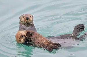 Haven: Alaskan / Northern Sea Otter - mother carrying