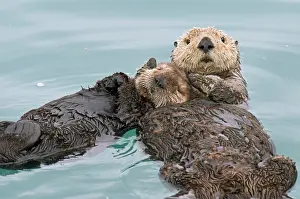 Backs: Alaskan / Northern Sea Otter - mother holds pup