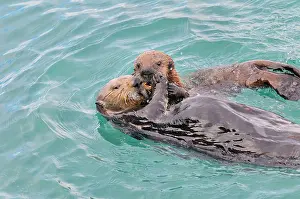 Sharing: Alaskan / Northern Sea Otter - mother sharing a