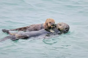 Sharing: Alaskan / Northern Sea Otter - mother sharing food with pup
