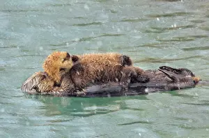 Alaskan / Northern Sea Otter - mother with young