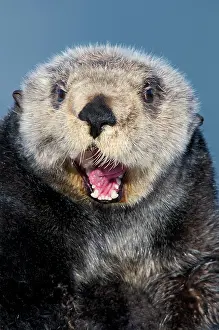 Smiling: Alaskan / Northern Sea Otter - with mouth open