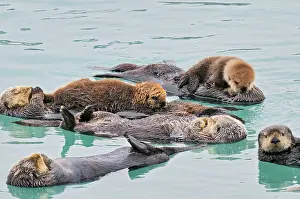 Raft: Alaskan / Northern Sea Otter - raft with two mothers