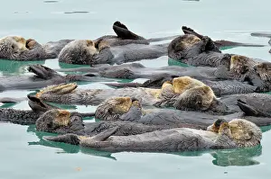 Alaskan / Northern Sea Otter - raft - Sea Otters
