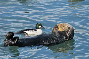 Goldeneyes: Alaskan / Northern Sea Otter - on back in water