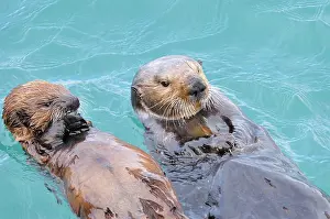 Alaskan / Northern Sea Otter - on water