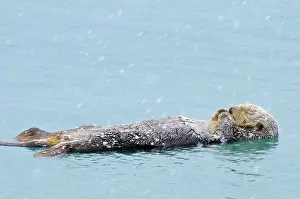 Flurry: Alaskan / Northern Sea Otter - on water sleeping