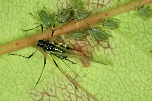 Nymph: Alate rose aphid