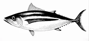 Tunas: Albacore Tuna