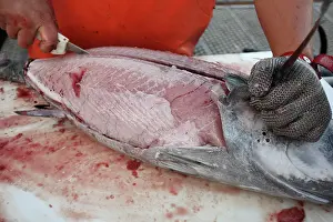 Tunas: Albacore Tuna / Rose of the sea - being filleted