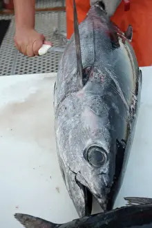 Tunas: Albacore Tuna / Rose of the sea - being filleted