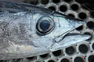 Tunas: Albacore Tuna / Rose of the sea - head
