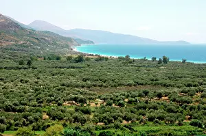 Albania: Albania, Olive grove next to Borsh beach