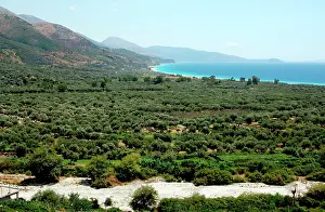 Southeastern: Albania, Olive grove next to Borsh beach