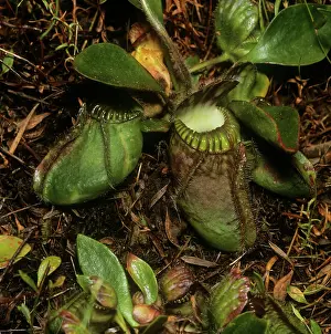 Pitcher: ALBANY PITCHER PLANT