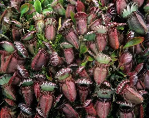 Pitcher: Albany Pitcher Plant