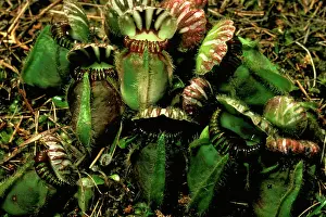 Pitcher: Albany pitcher plant (Cephalotus follicularis)