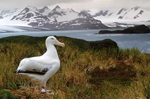 Wandering: Albatross