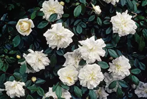 Rambler: Alberic Barbier Rambler Rose