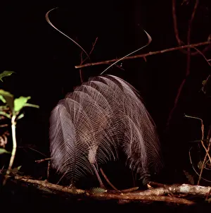 Auscape - Named Photographers: AlbertIs Lyrebird - in full courtship display
