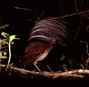 Auscape - Named Photographers: AlbertIs Lyrebird - Male in courtship display