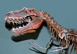 Bipedal: Albertosaurus Fossil Skeleton