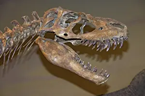 Theropoda: Albertosaurus Skull