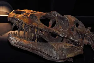 Extinct: Albertosaurus skull