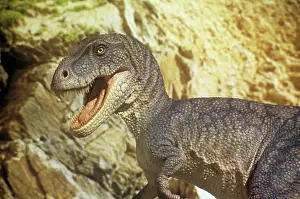 Models: Albertosaurus in valley