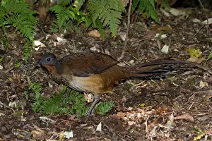Lyrebird: Albert's Lyrebird