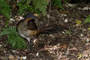 Lyrebird: Albert's Lyrebird