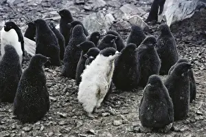 Ad Lie: Albino Ad??oelie Penguin