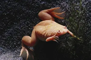Clawed: Albino African Clawed Frog