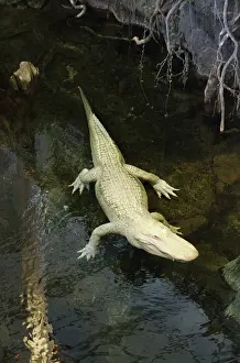 Gator: Albino Alligator