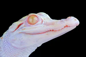 Mutation: Albino alligator (Alligator mississippiensis), captivity