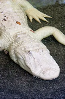 Mississippiensis: Albino American Alligator