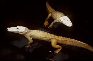 Alligators: Albino American Alligators - two in water