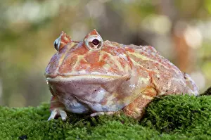 Albinism: Albino Argentine Horned Frog