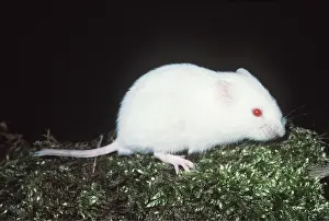 Voles: ALBINO BANK VOLE