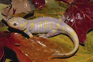 Caudata: Albino Barred Tiger Salamander