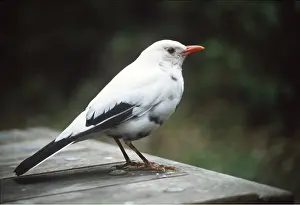 Albino: Part albino BLACKBIRD - standing on wooden table
