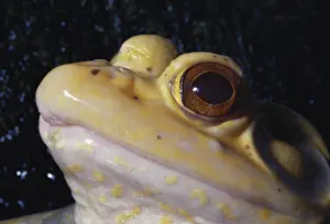 Ranidae: Albino Bullfrog