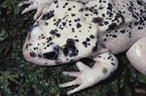 Ranidae: Albino Bullfrog