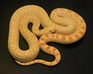 Gopher: Albino Bullsnake