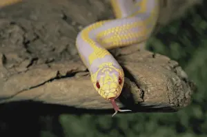 Kingsnake: Albino California Kingsnake