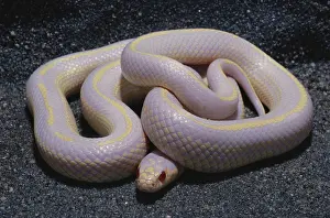 Kingsnake: Albino California Kingsnake