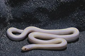 Kingsnake: Albino California Kingsnake